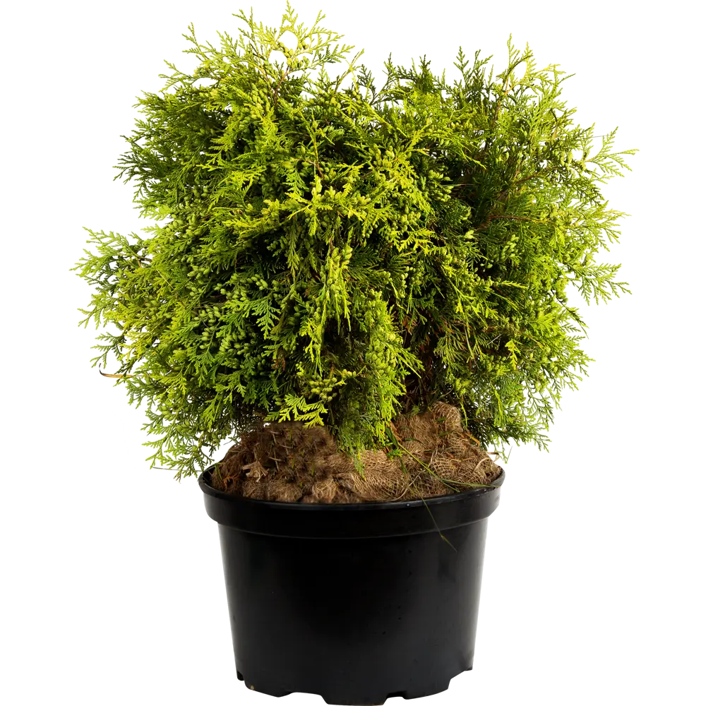 Туя западаная «Голден Глоб» C20 40-60 см ГАВРИШ STLM-2039964