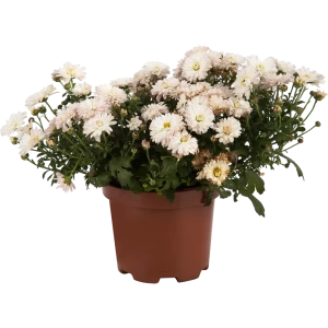 Хризантема индийская микс - разноцветная рассада в горшке 15 см 82755464