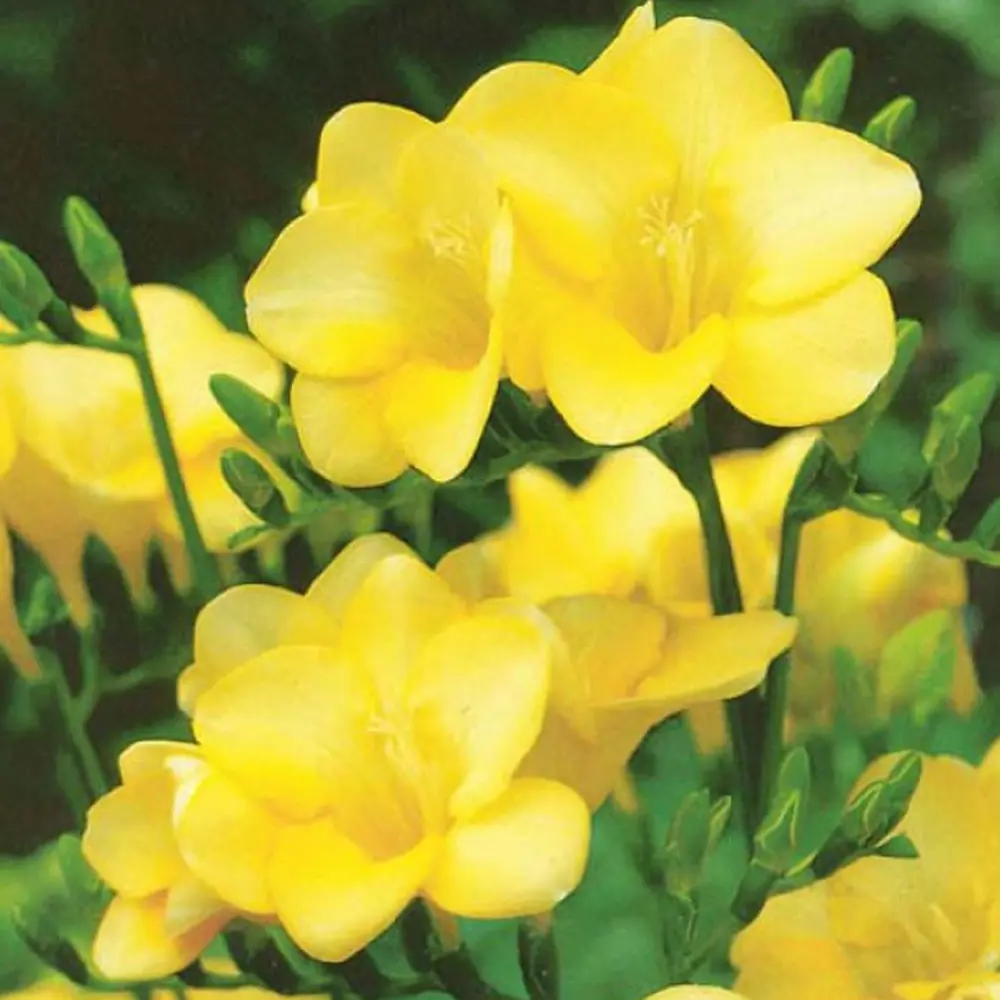 Фрезия «Single Yellow», 4х5 см GEOLIA STLM-2022961