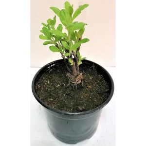 Перовския Little Spire ø12 h70 см Агрони