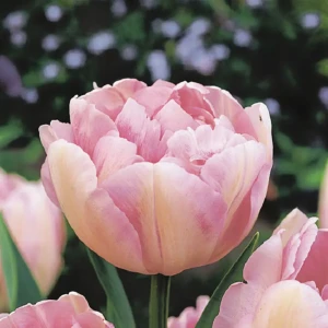 Тюльпан Geolia «Finola»