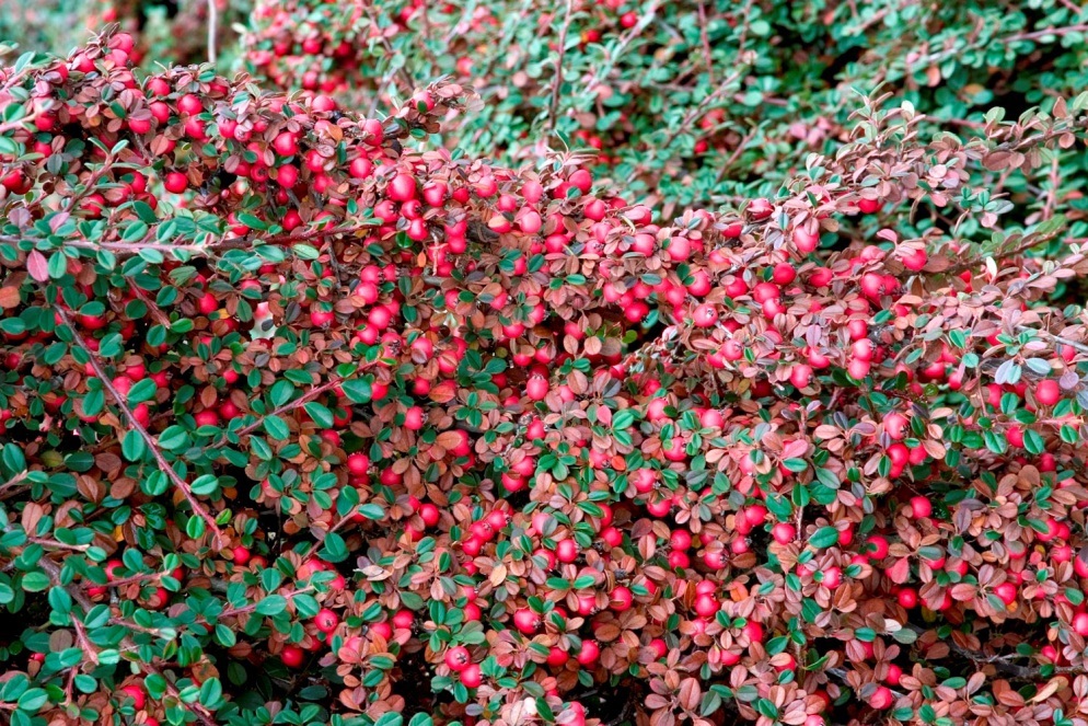 Кизильник Даммера Santreyd - вечнозеленый почвопокровный кустарник 82595248 STLM-0030955