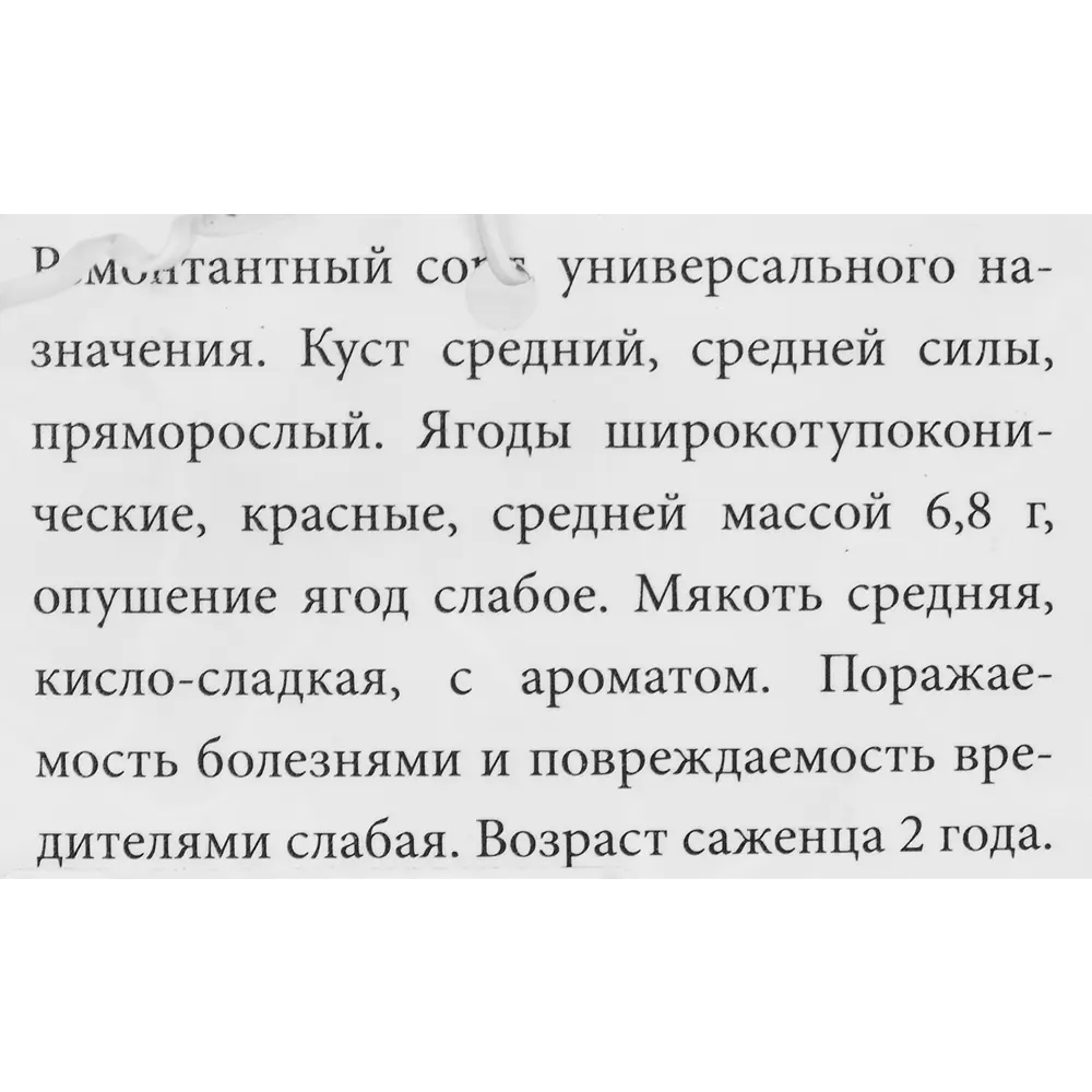 Малина Августина красная пакет ø9 h40 см Santreyd STLM-2023898 - Вид №2
