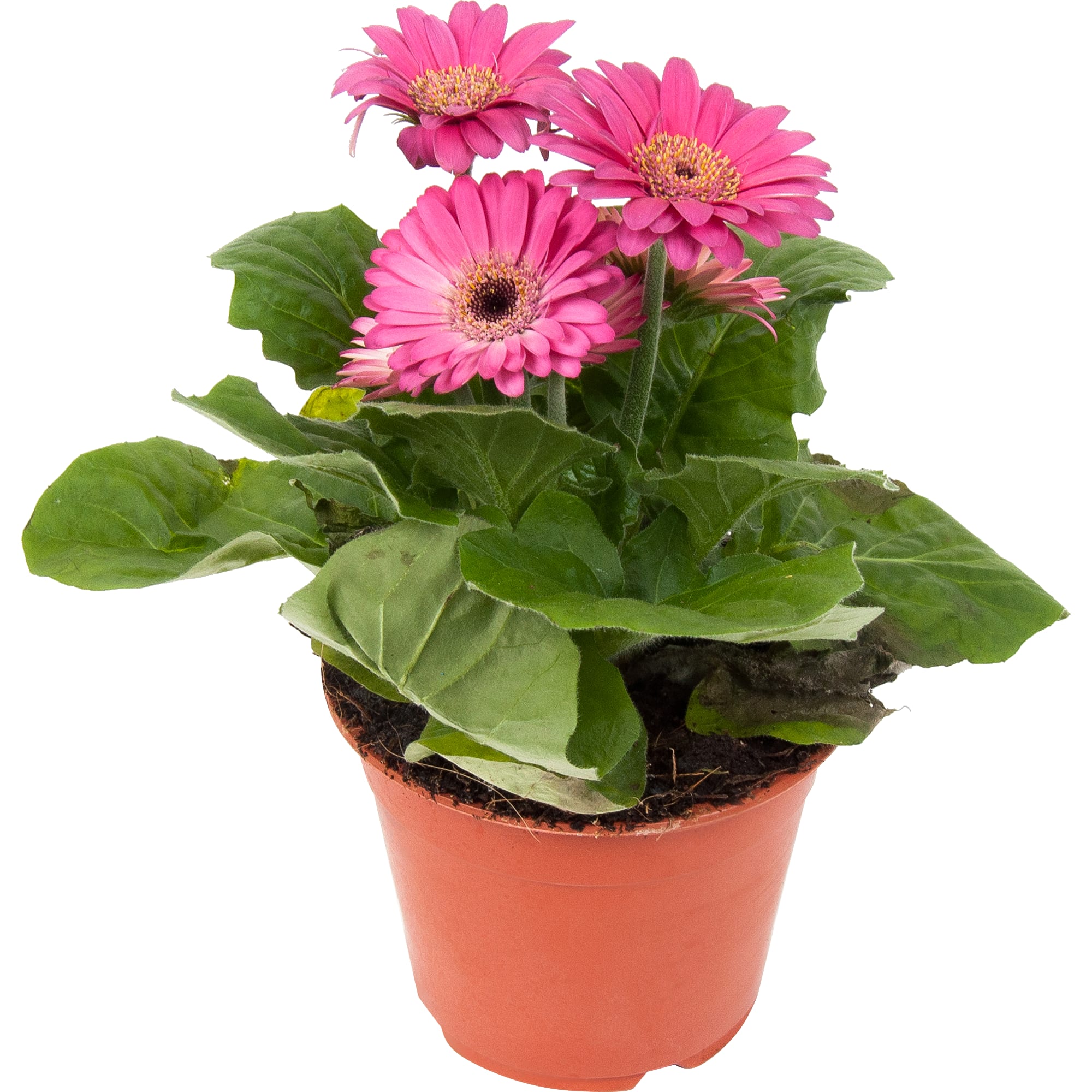 82548613 Гербера микс 10х20 см Santreyd 