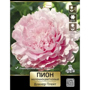 Пион молочноцветковый травянистый Диннер Плейт