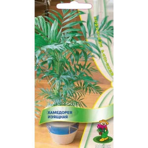 Семена Хамедорея «Изящная»