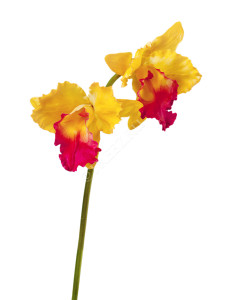 30.03080092YL_MDP Орхидея Каттлея крупная жёлто-розовая 42 см 2цв Цветочная коллекция