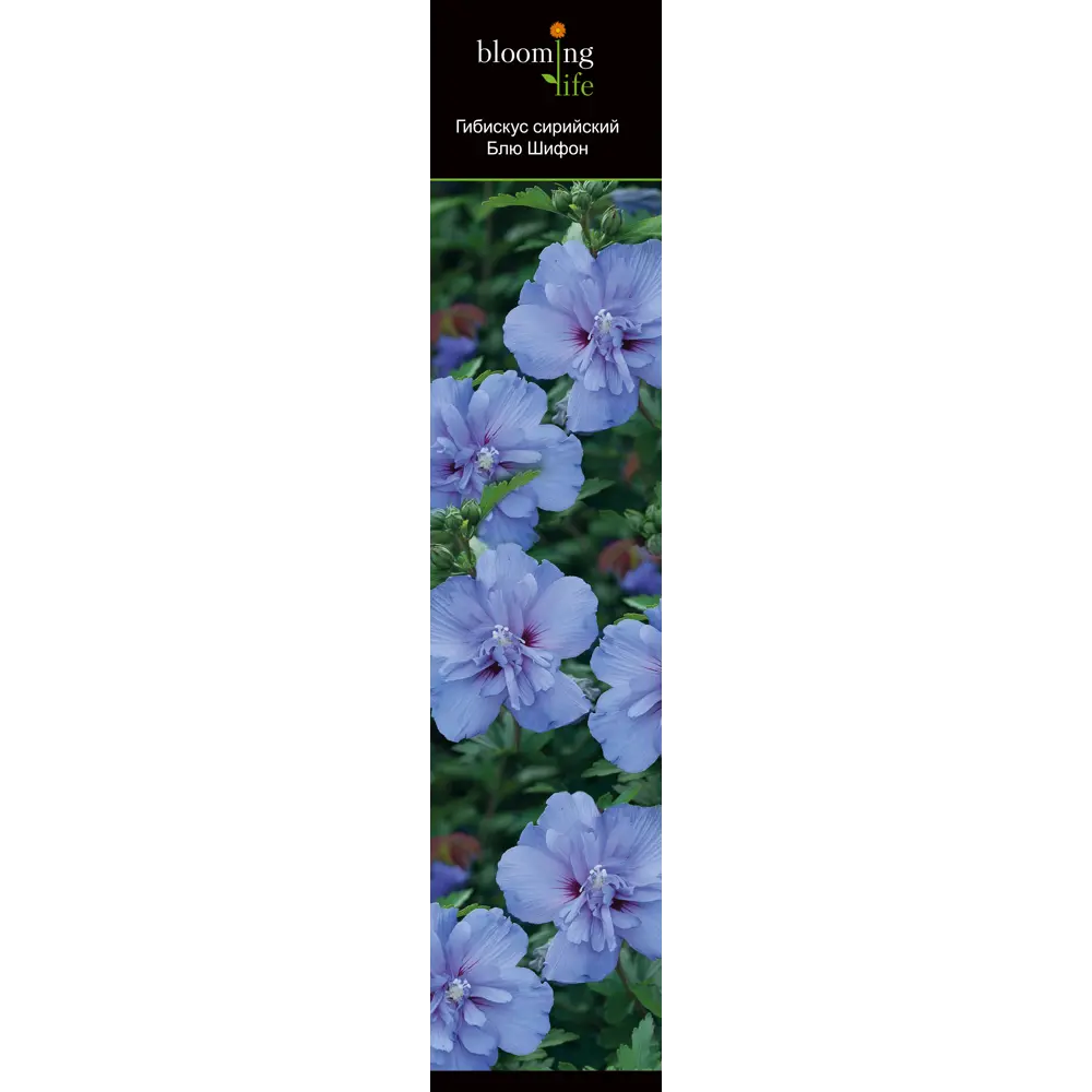 Гибискус микс h20 см 89406839 STLM-2004938 Santreyd  - Вид №2