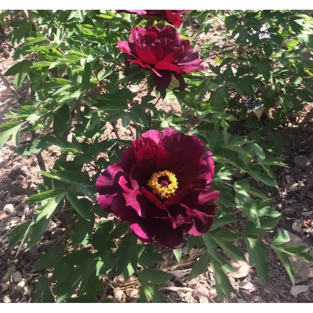 Пион Рока привитый Чёрный мальчик ВСЕ В САД STLM-2175873