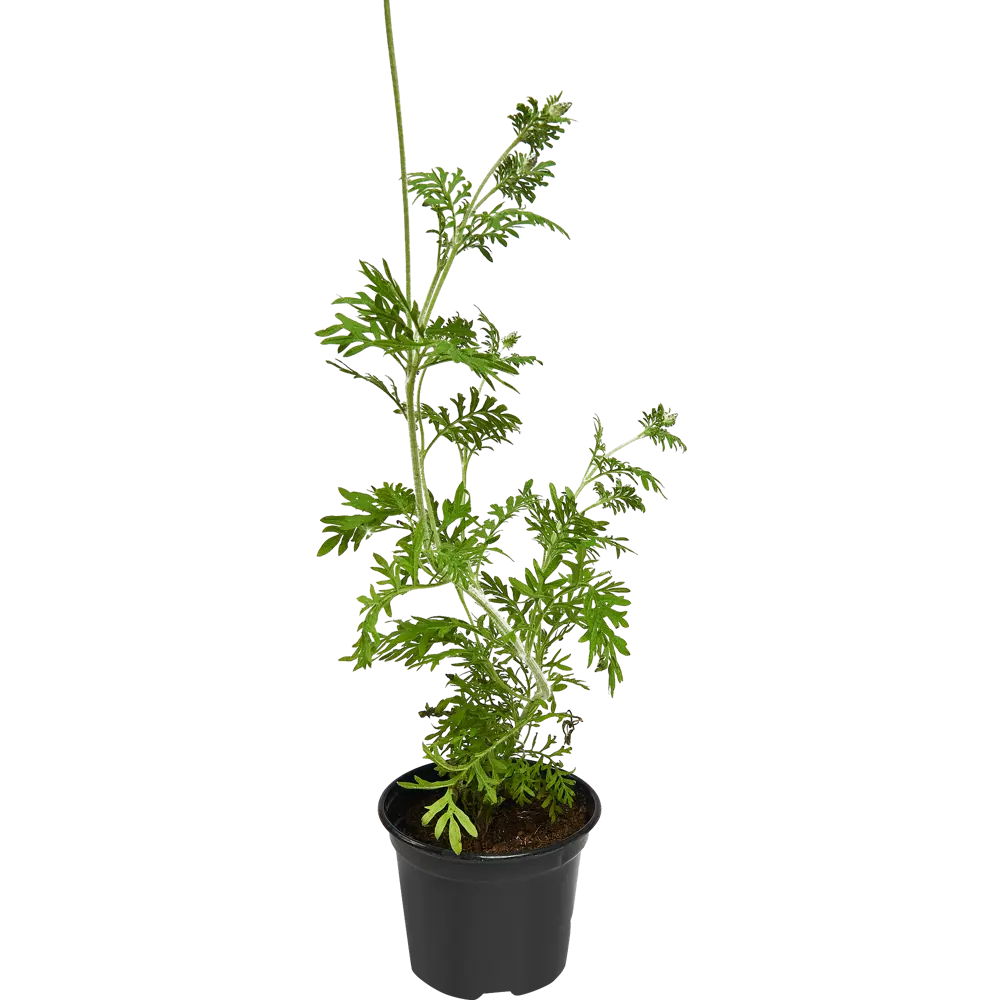 Лаванда микс ø12 h50 см АГРОНИ STLM-2162064
