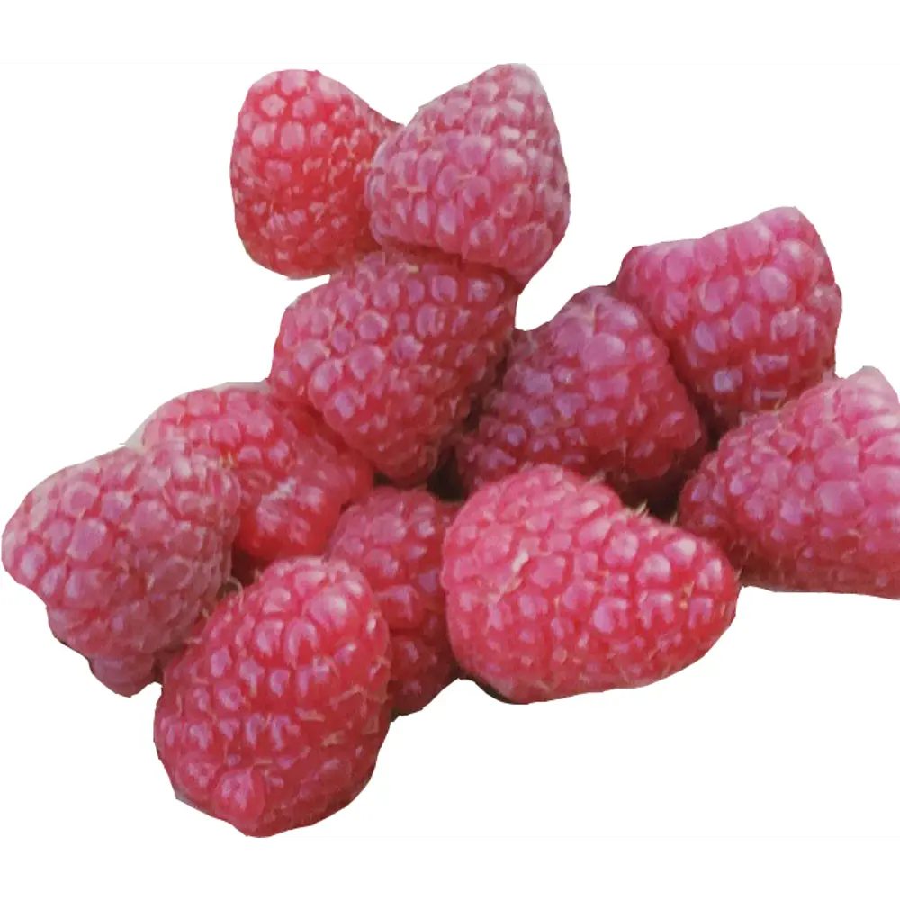 Малина «Брянское диво» C2 высота 60-80 см ВСЕ В САД STLM-2154214