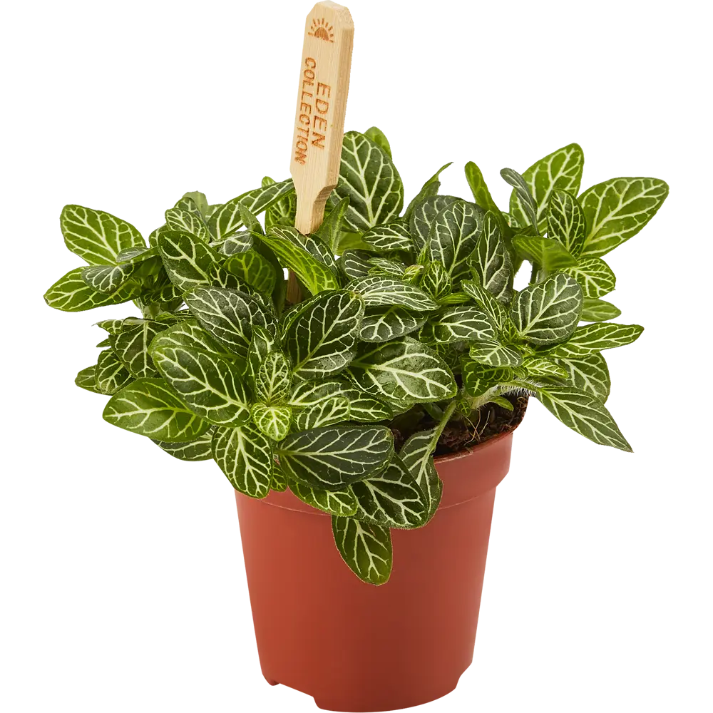 Santreyd Фиттония Бамбино - декоративное растение для интерьера 82932812 STLM-0038110