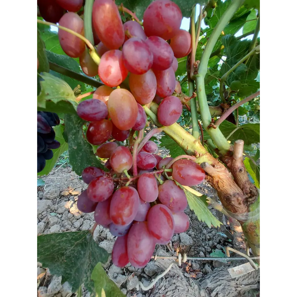 Виноград культурный Зоренька 89465391 STLM-2125988 PLANTMARKET 