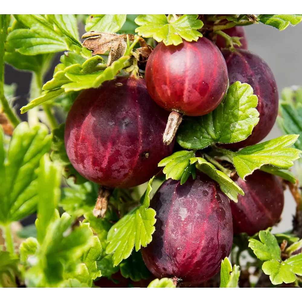 Крыжовник «Консул» C3 высота 40-60 см ВСЕ В САД STLM-2052317