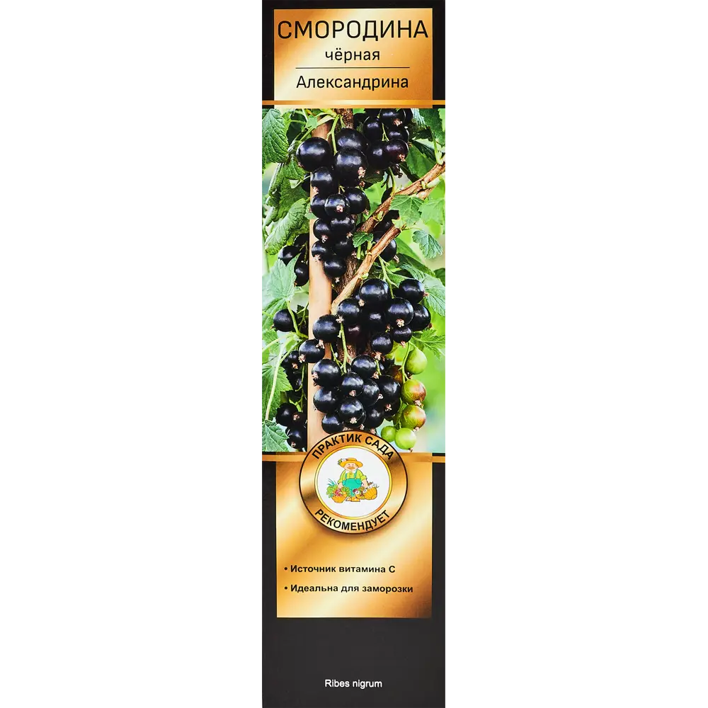 Смородина черная Александрина h35 см 89353408 STLM-2016206 Santreyd 