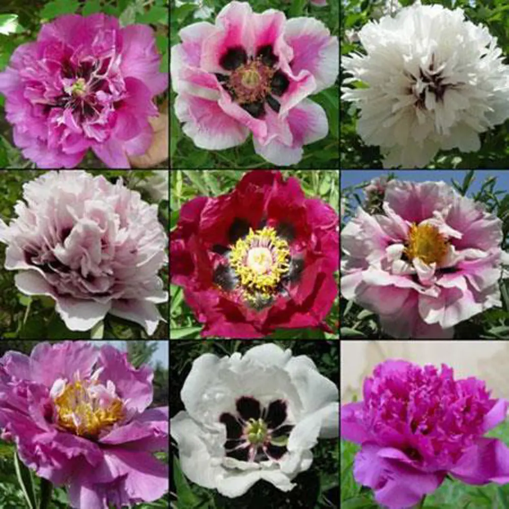 Микс пионов рока (в тубе) 14379808 STLM-2004565 Santreyd 