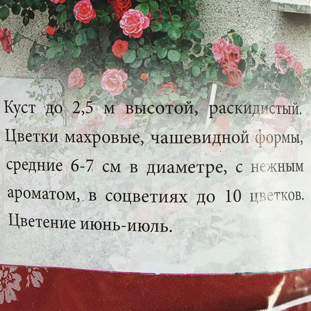 Роза Pink Heidelberg, плетистая, 300 гр. (роз.пакет) 15621854 STLM-2138951 Santreyd  - Вид №2