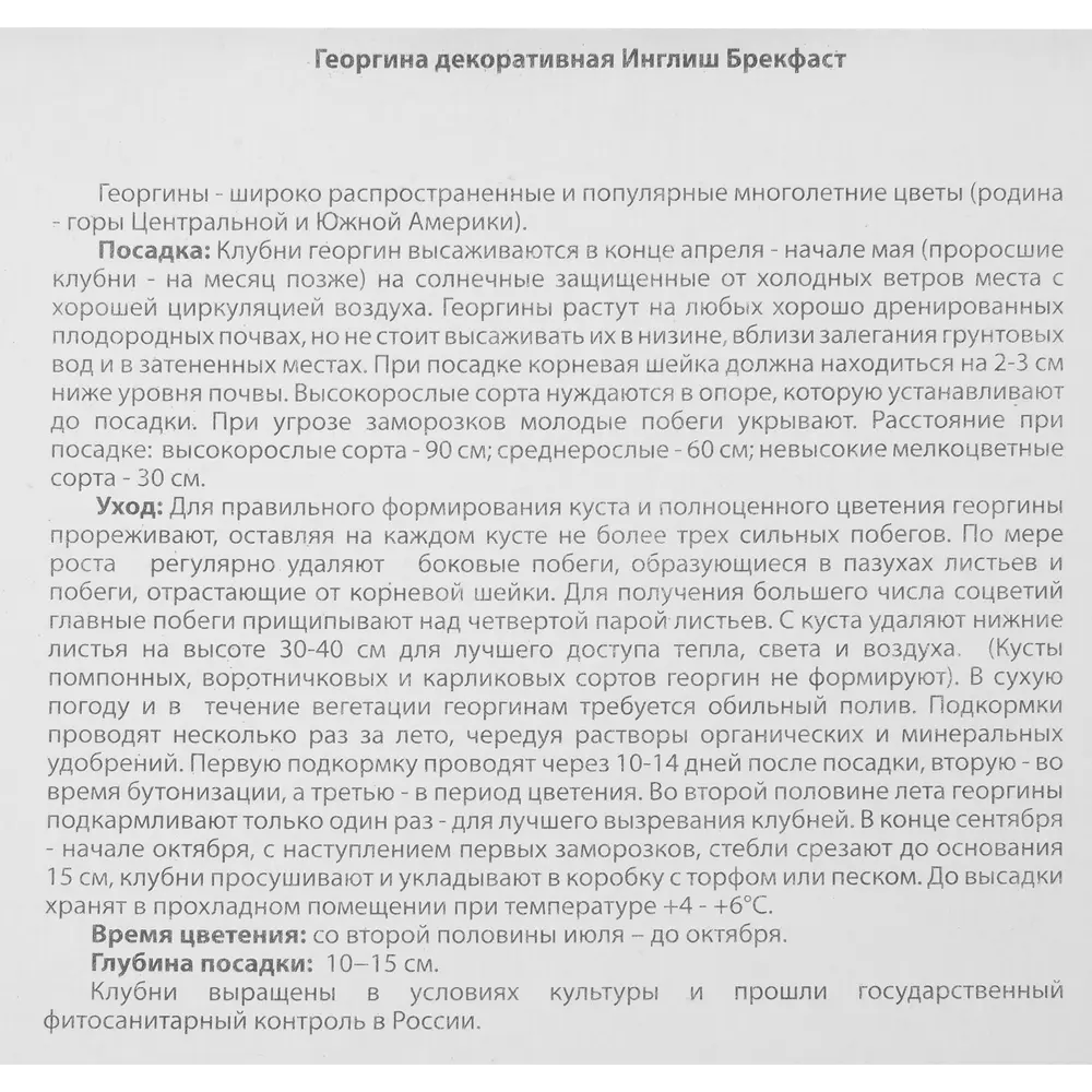 Георгина Инглиш Брекфаст 1 шт BLOOMING LIFE STLM-2088498 - Вид №3