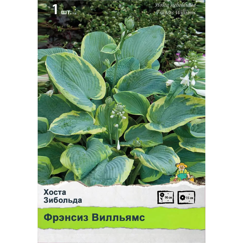 Хоста ПОИСК STLM-2027691 - Вид №1