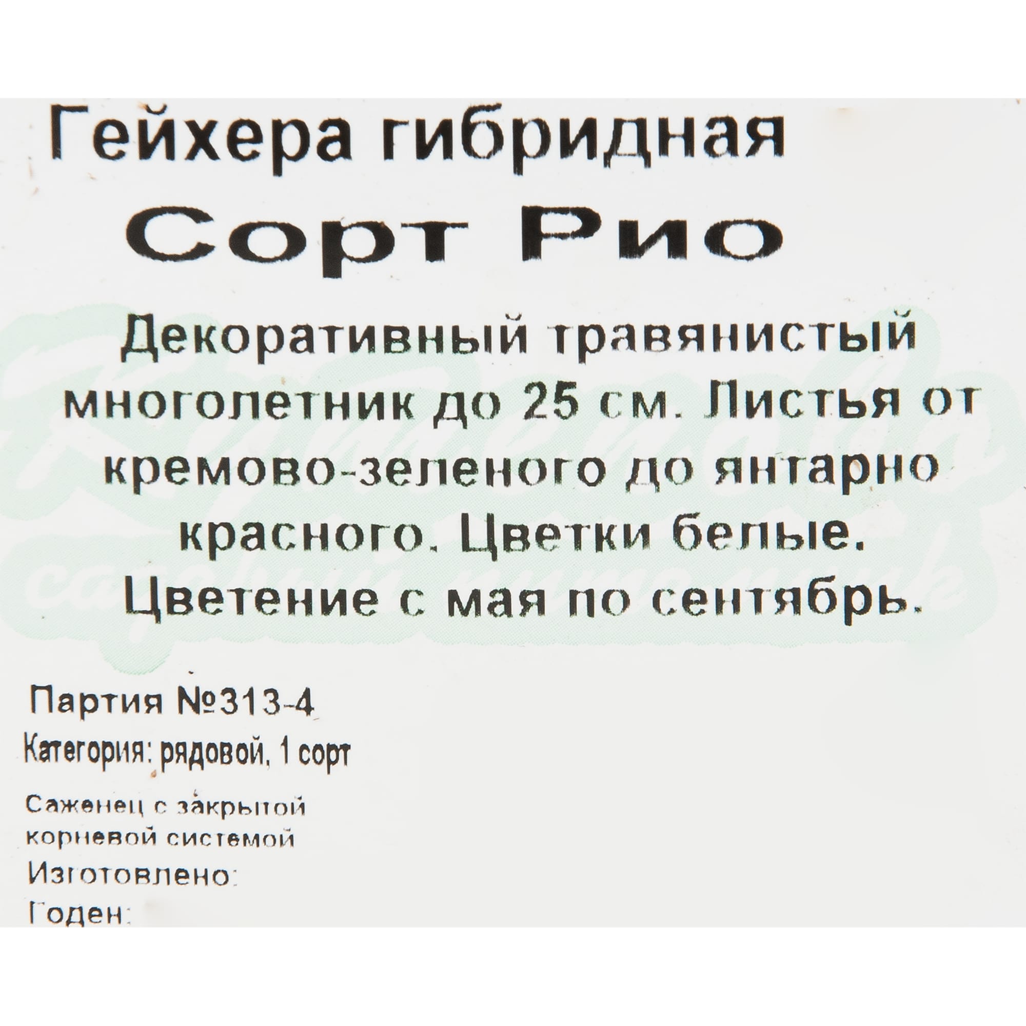 82595162 Гейхера «Рио» 11x15 см Santreyd  - Вид №1