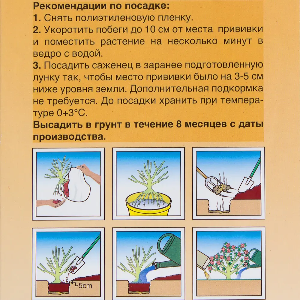 Пион «Сара Бернард» 81950964 STLM-2099572 Santreyd  - Вид №2