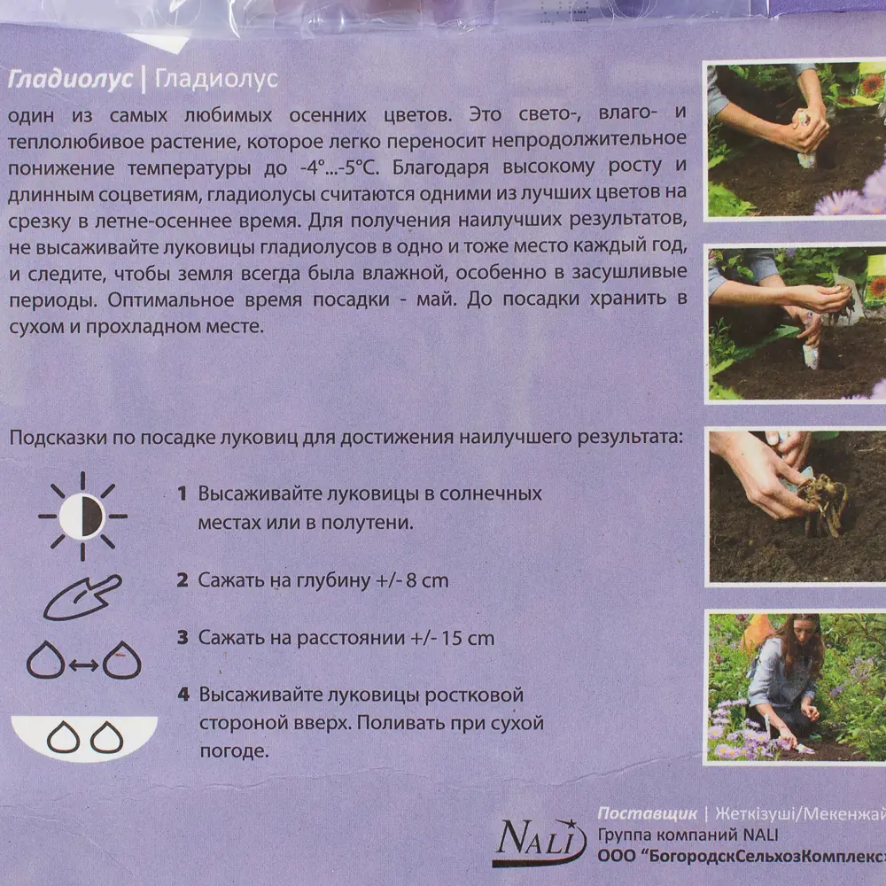 Гладиолус «Пёпл Флора» 10/12 (P.FLORA) 81947249 STLM-2118422 Santreyd  - Вид №1