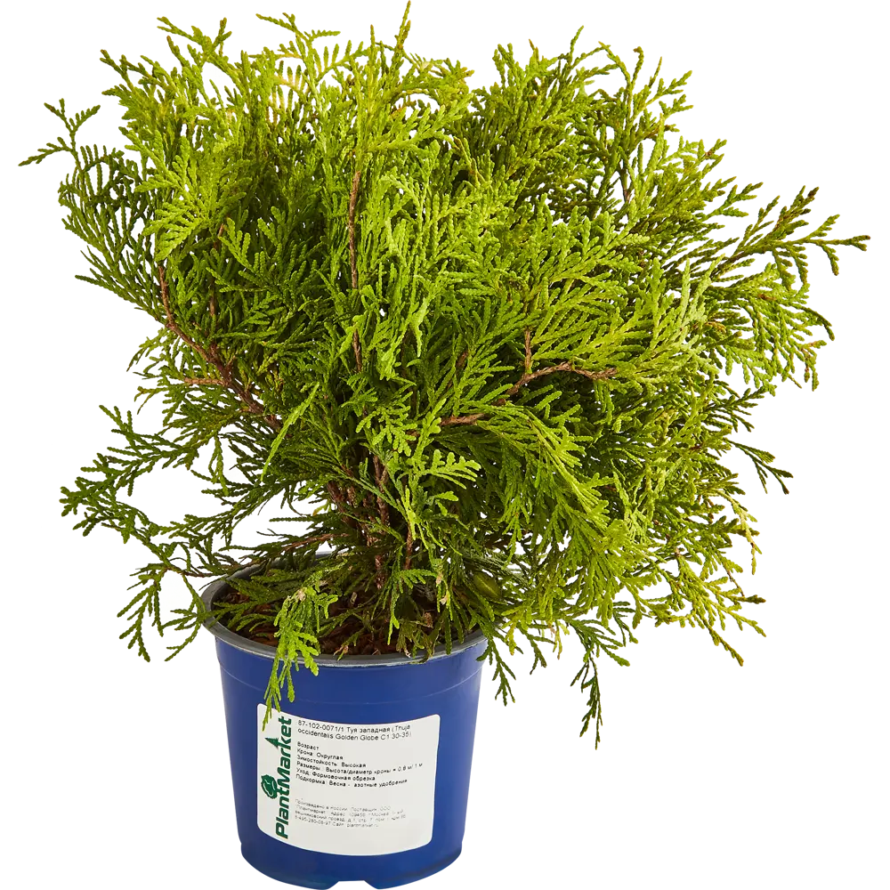 Туя западная Голден Глоуб ø14 h45 см 84832895 STLM-2061000 PLANTMARKET 