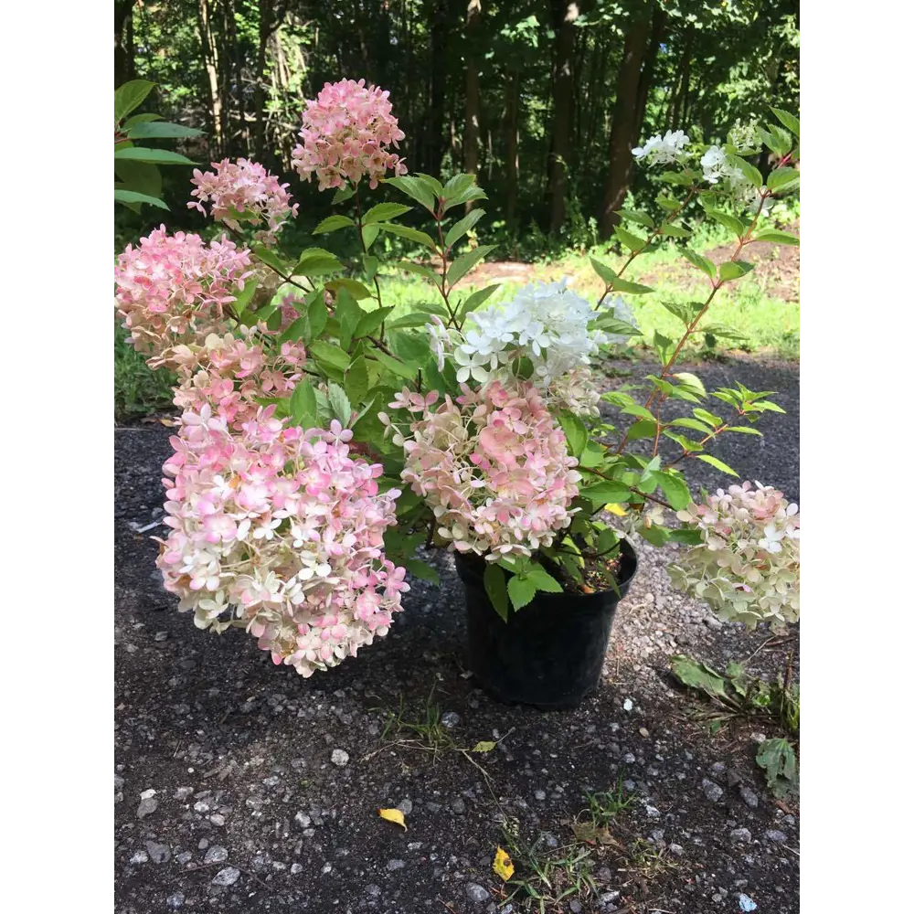 Гортензия метельчатая Пинк Леди ø9 h15 см PLANTMARKET STLM-2139261