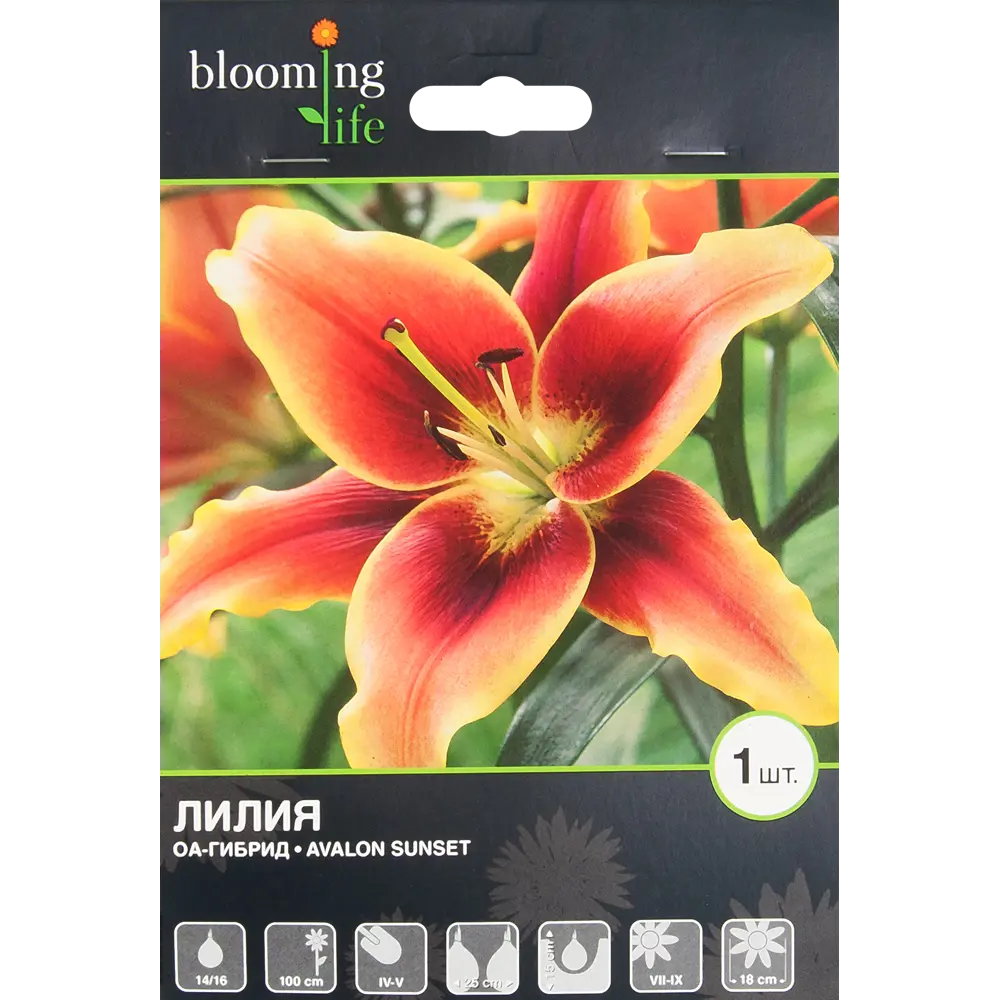 Лилия ОА-гибрид «Авалон Сансет» BLOOMING LIFE STLM-2200494