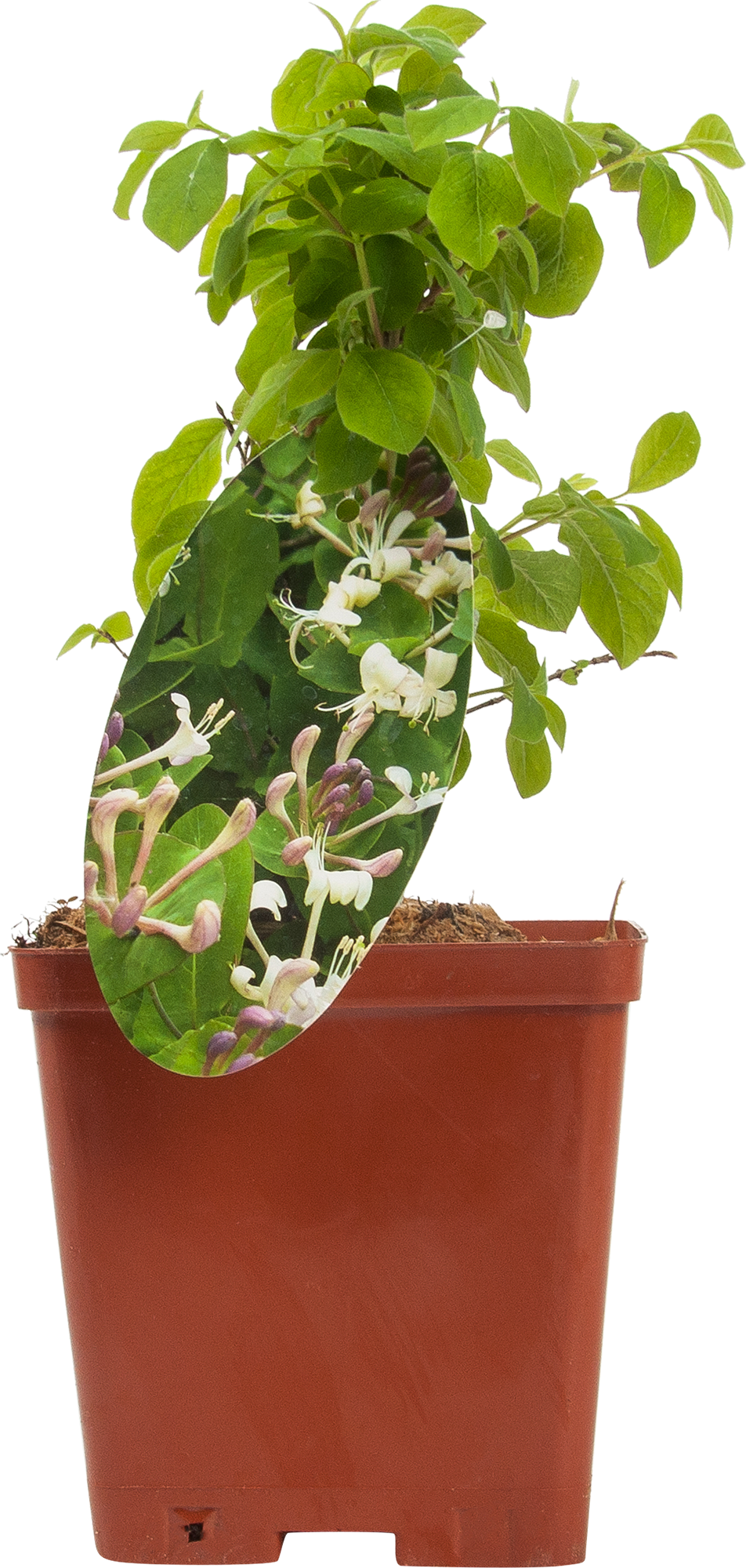 Жимолость декоративная Santreyd с ягодами-вишнями 82595159 STLM-0030948 - Вид №2