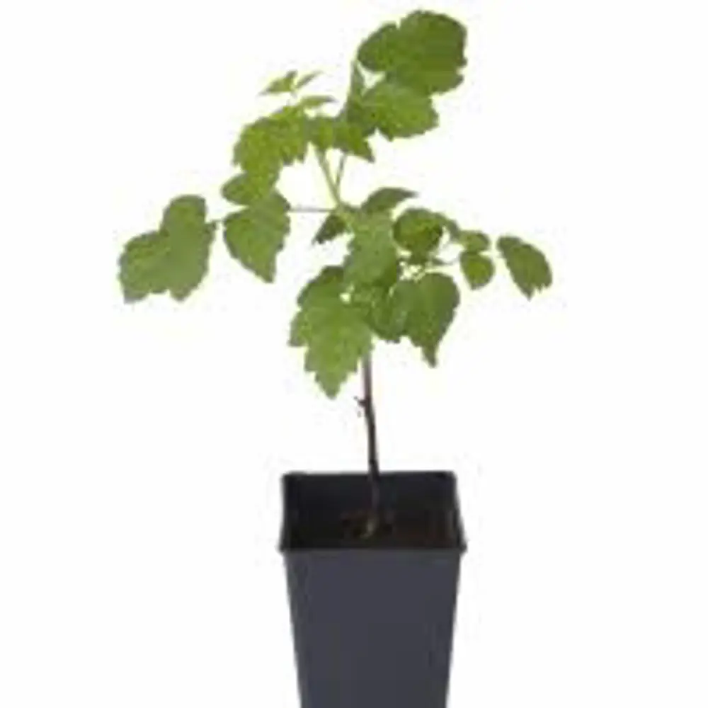 Малина обыкновенная Бригантина пакет PLANTMARKET STLM-2038543 - Вид №1