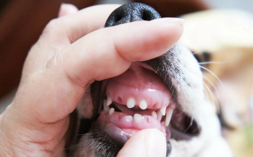 В каком возрасте у собаки начинают выпадать молочные зубы?