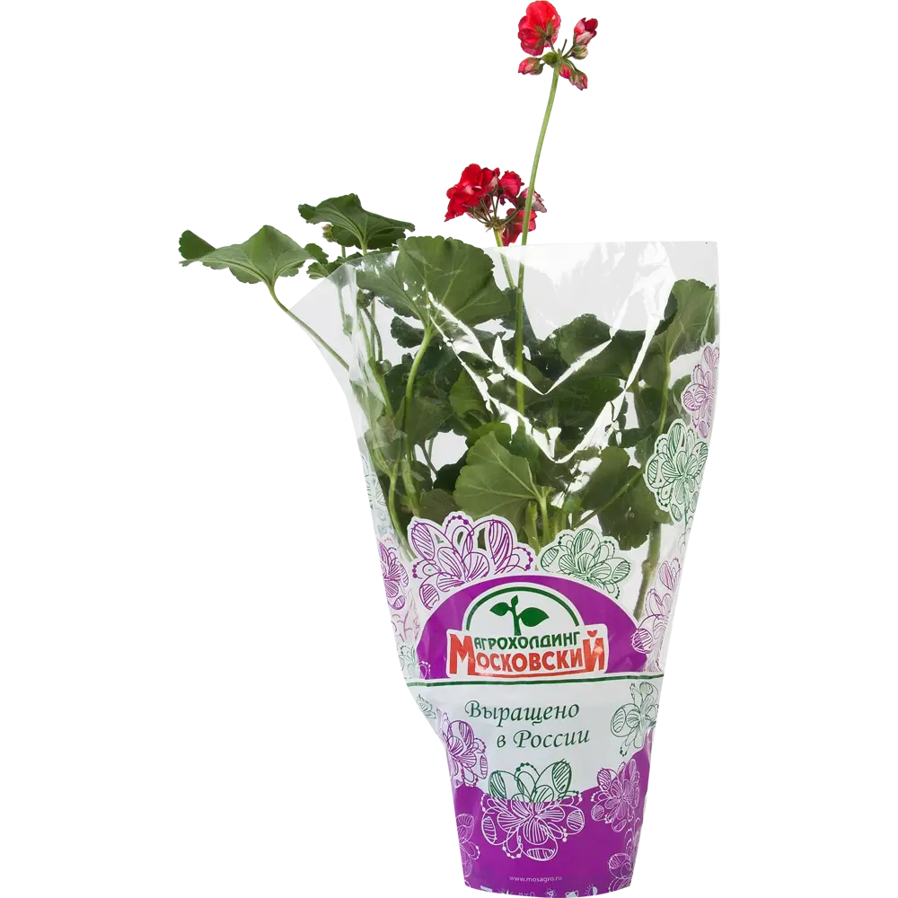 Santreyd Пеларгония зональная - пышное цветение с весны до осени 12511721 STLM-1439697 - Вид №2