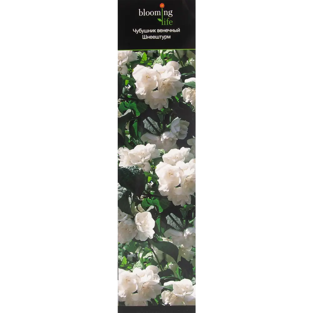 Чубушник виргинский Шнеештурм в тубе BLOOMING LIFE STLM-2189369