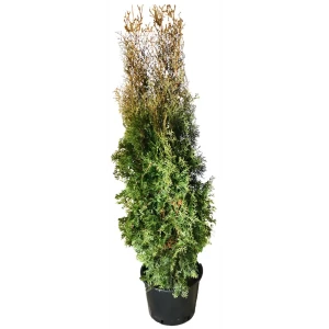 Туя западная Колумна h200 см