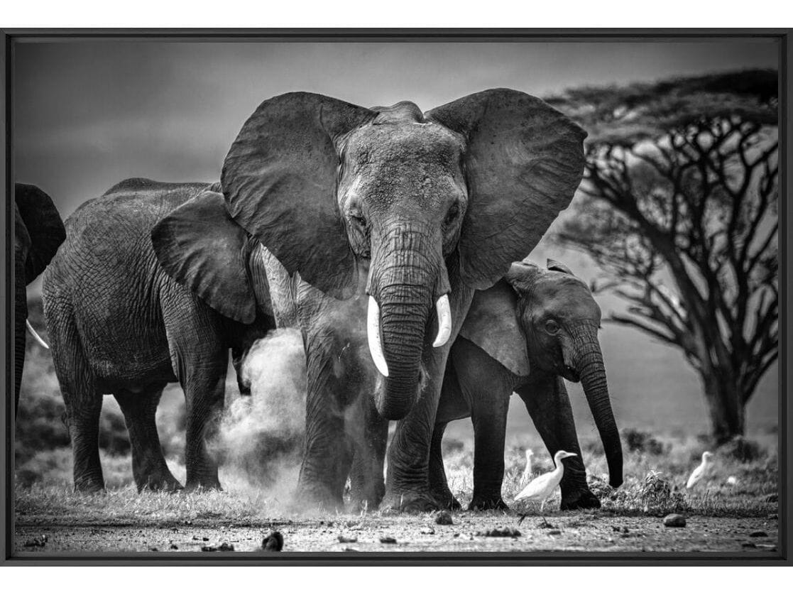 Печать фотографий на бумаге YellowKorner животное ARCH-00040743 - Вид №1