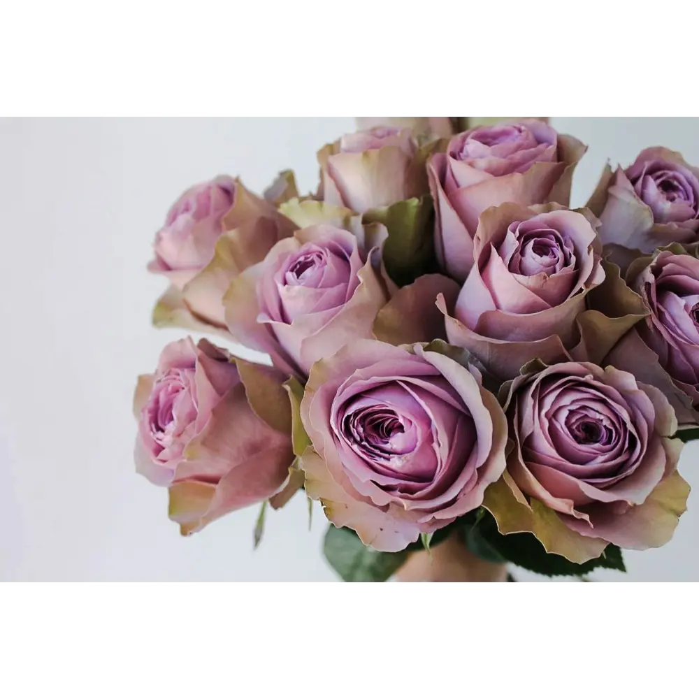 Роза флорибунда «Тиара» 19x55 см 82625111 STLM-2039335 PLANTMARKET  - Вид №2