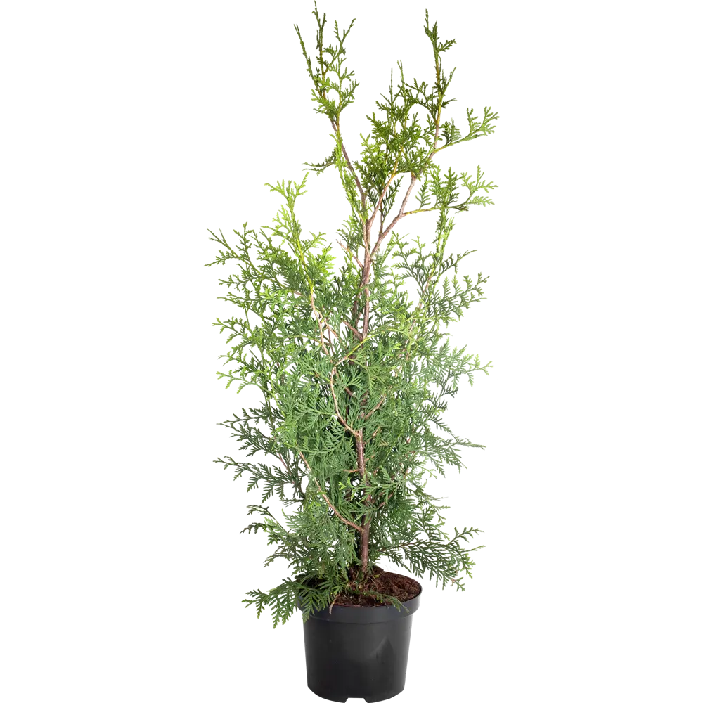 Туя западная Брабант С3/60-80 см 18470123 STLM-2207200 PLANTMARKET 