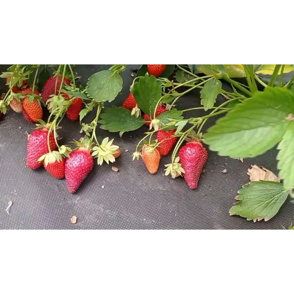 Земляника садовая Лючия ø9 h20 см PLANTMARKET STLM-2183882