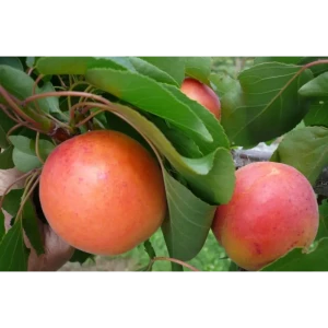 Абрикос Краснощекий поздний C7 150-180 см