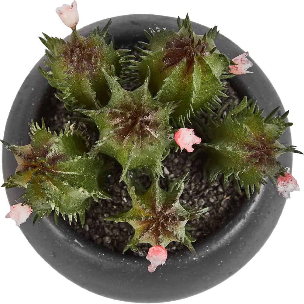 Искусственное растение в пластиковом горшке Atmosphera Кактус D6.3x11.5 см микс STLM-2119665 - Вид №7