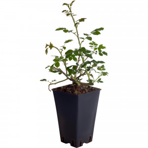 82155594 Роза плетистая Климбинг Мосдаг 2 л.