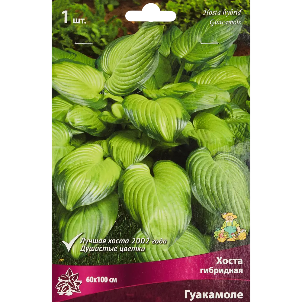 ПОИСК Хоста Гуакамоле - декоративный многолетник для тенистого сада 86410071 STLM-1563554