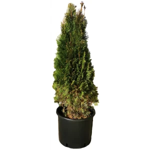Туя западная Фастигиата h140 см