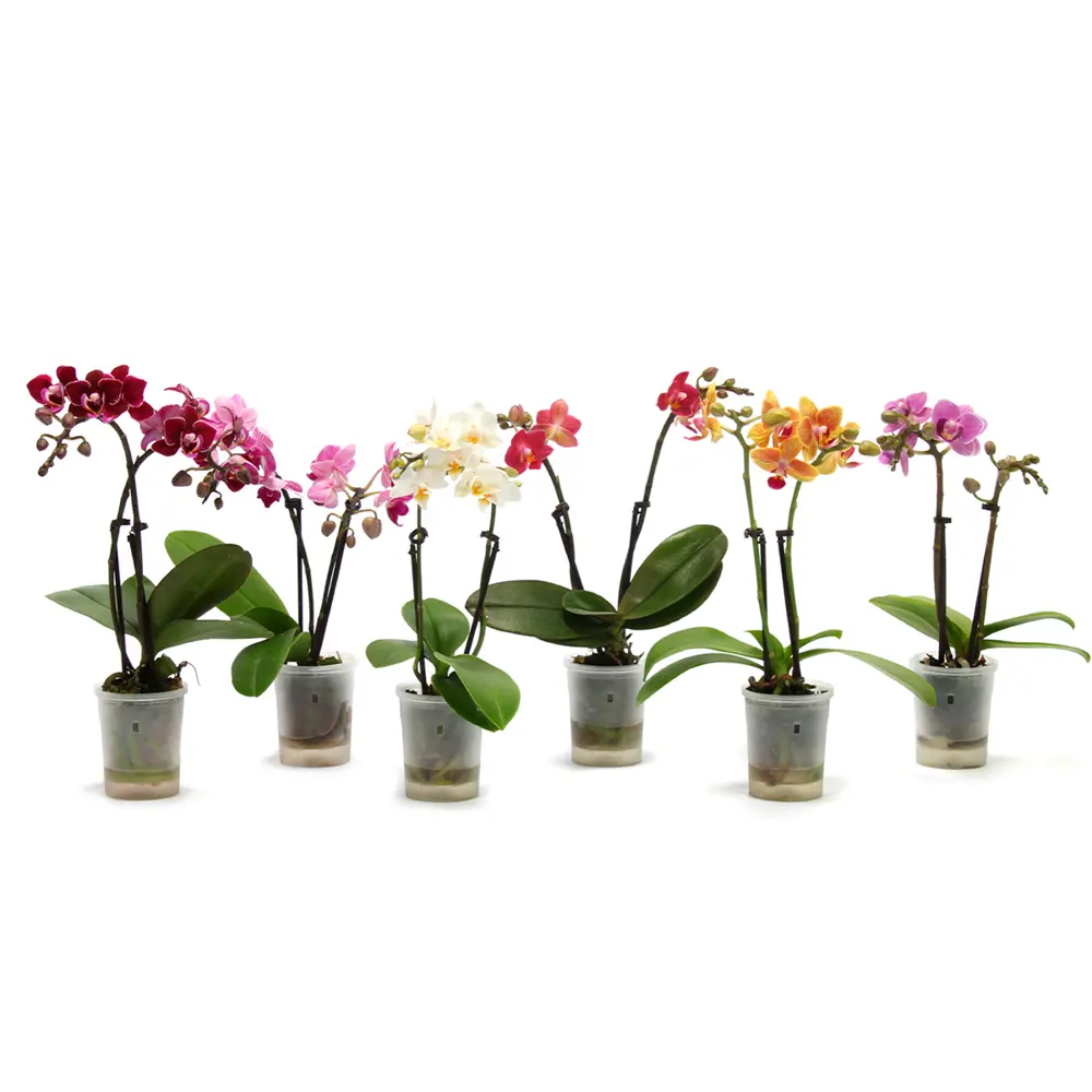 Фаленопсис Мини микс - комнатное декоративно-лиственное растение 89434939 Santreyd STLM-1581608