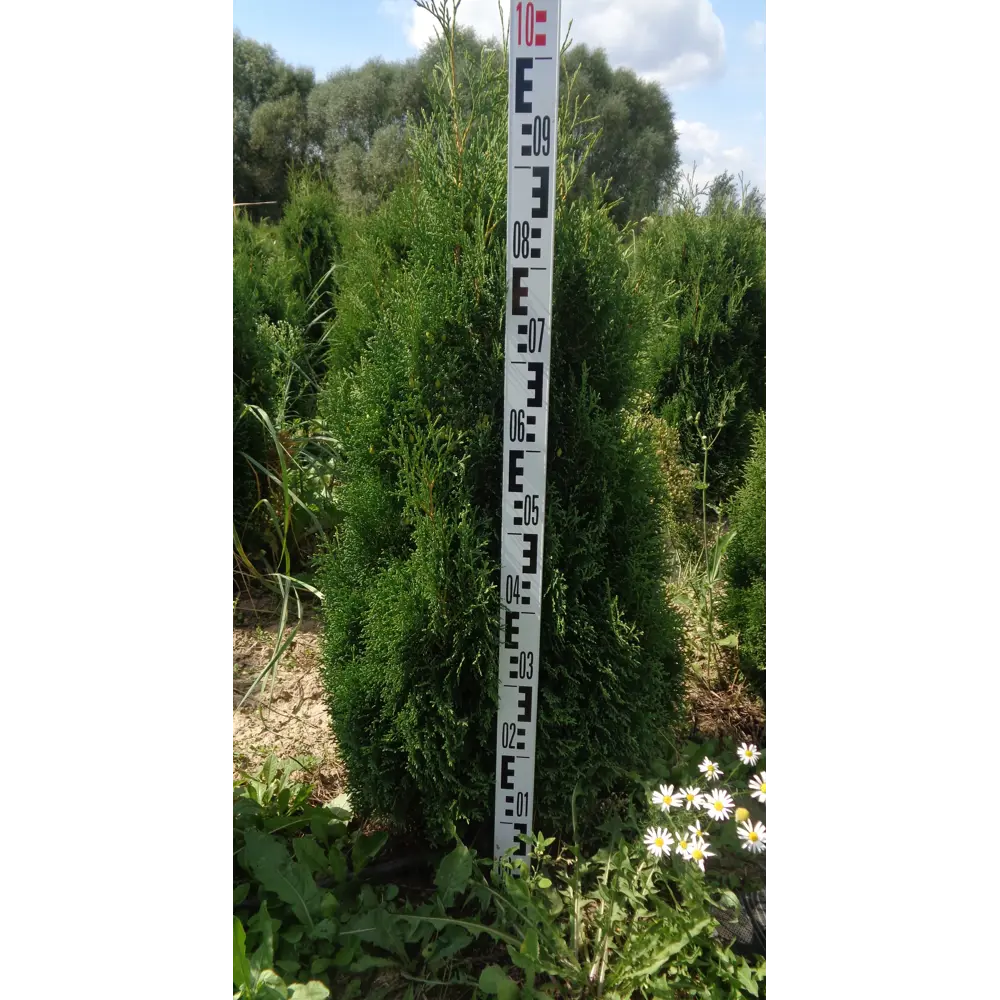 Туя западная «Холмструп» C20 80-100 см ГАВРИШ STLM-2178084