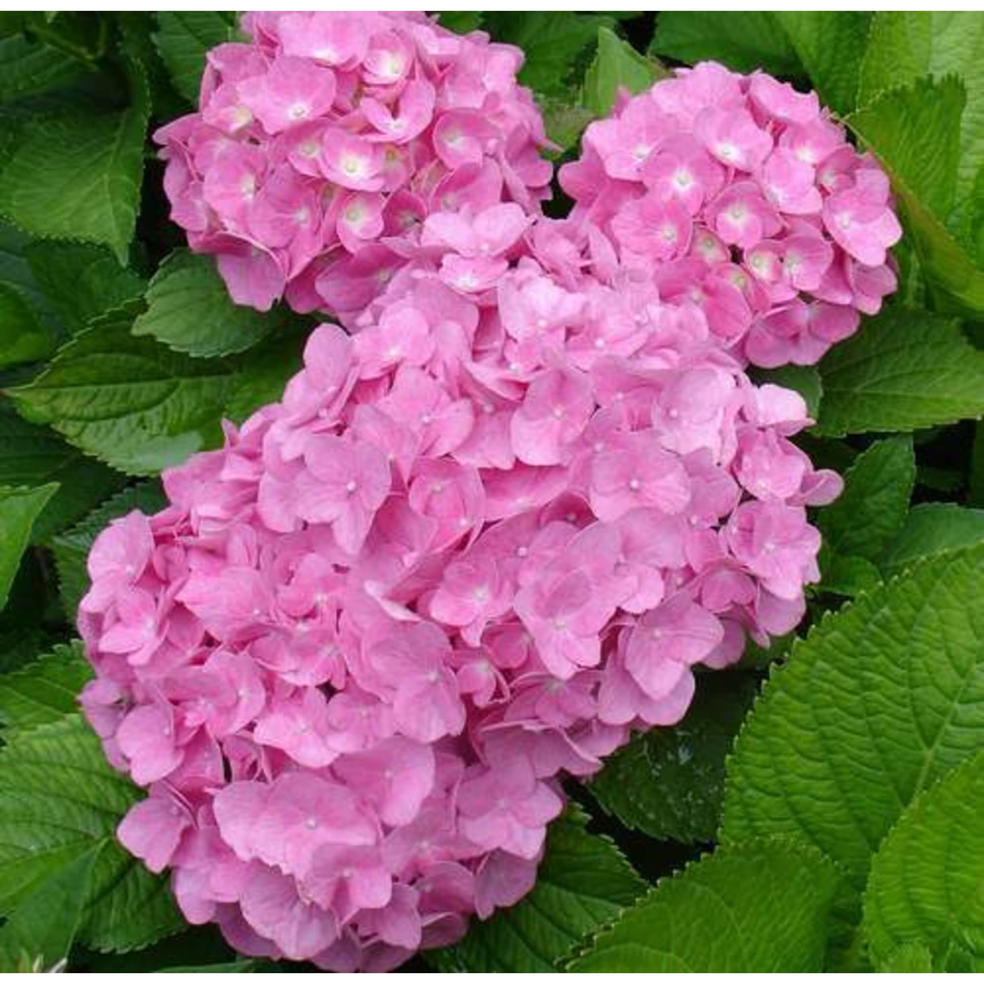 86726554 Гортензия Форевер энд эвер пинк ø23 h30 - 40 см Santreyd 