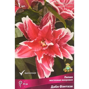 Лилия восточная махровая Дабл Фэнтази 86410101 STLM-2098990
