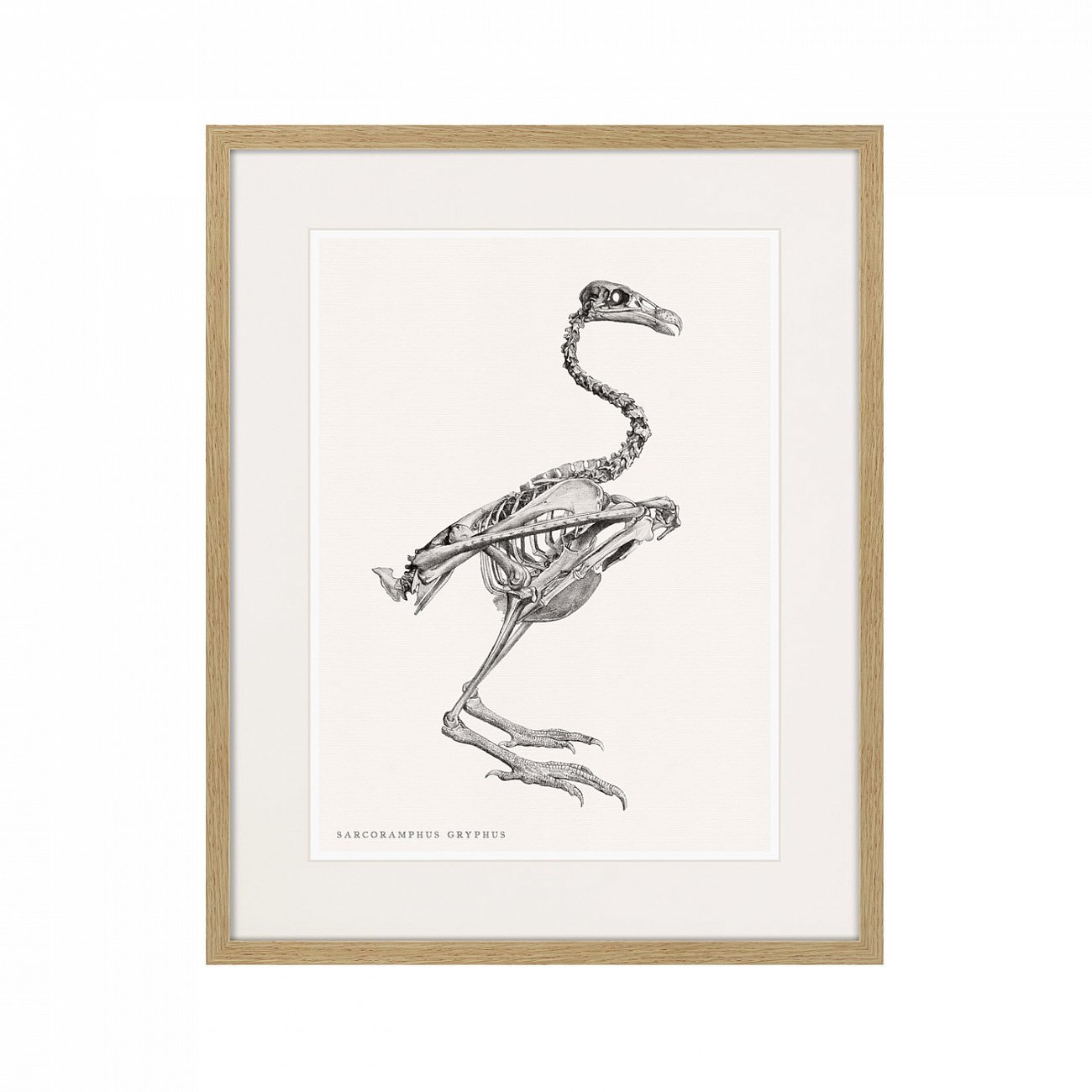 Картина в деревянной раме 52х42 см Sarcoramphus Gryphus , 1867г. КАРТИНЫ В КВАРТИРУ  264404 Белый;коричневый;разноцветный  - Вид №1