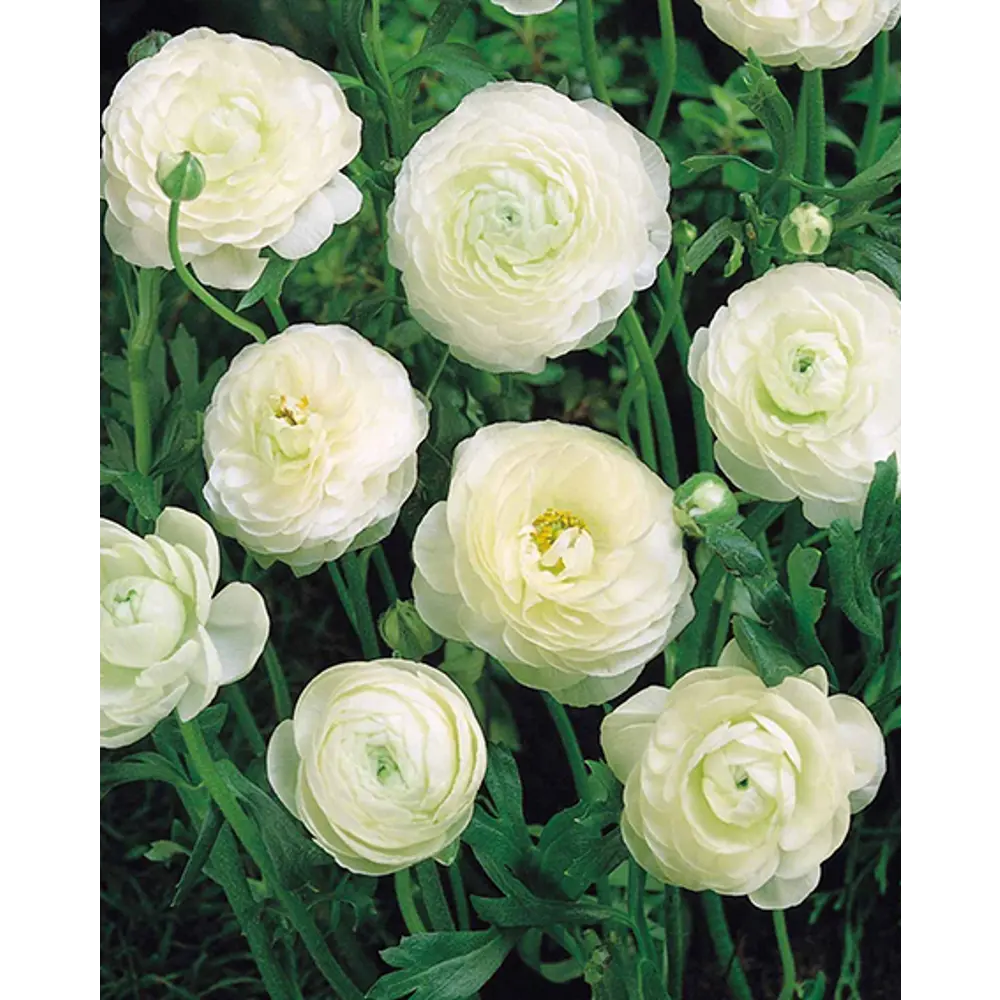 Лютик азиатский Вайт ПОИСК - белые шелковистые цветы для сада и балкона 89381386 STLM-1490640